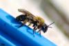 Andrena bicolor